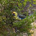 Green Rosella (Platycercus caledonicus)