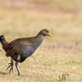Tasmanian Nativehen (Tribonyx mortierii)