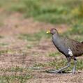 Tasmanian Nativehen (Tribonyx mortierii)