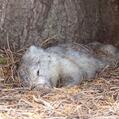 Common Wombat (Vombatus ursinus)