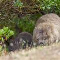Common Wombat (Vombatus ursinus)
