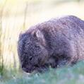 Common Wombat (Vombatus ursinus)