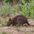Tasmanian Pademelon (Thylogale billardierii)
