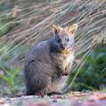 Tasmanian Pademelon (Thylogale billardierii)