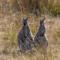 Red-necked or Bennett's Wallaby (Notamacropus rufogriseus