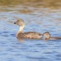 Hoary-headed Grebe (Poliocephalus poliocephalus)