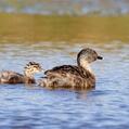 Hoary-headed Grebe (Poliocephalus poliocephalus)