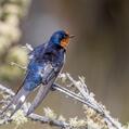 Welcome Swallow (Hirundo neoxena)