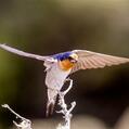 Welcome Swallow (Hirundo neoxena)