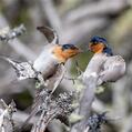 Welcome Swallow (Hirundo neoxena)
