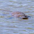 Platypus (Ornithorhynchus anatinus)