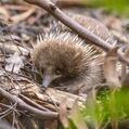 Short-Beaked Echidna (Tachyglossus aculeatus)