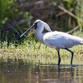 Royal Spoonbill (Platalea regia)