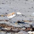 Red-capped Plover (Charadrius ruficapillus)
