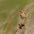 Golden-headed Cisticola (Cisticola exilis)