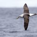 Shy Albatross (Thalassarche cauta)