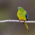 Orange-bellied Parrot (Neophema chrysogaster)