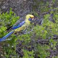 Green Rosella (Platycercus caledonicus)