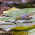 Silvereye (Zosterops lateralis)