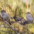 House Sparrow (Passer domesticus)