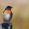 Welcome Swallow (Hirundo neoxena)