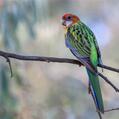 Eastern Rosella (Platycercus eximius)