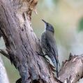 White-throated Treecreeper (Cormobates leucophaea)