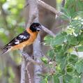 Black-headed Grosbeak (Pheucticus melanocephalus)
