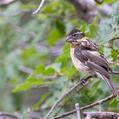 Black-headed Grosbeak (Pheucticus melanocephalus)