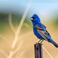 Blue Grosbeak (Passerina caerulea)