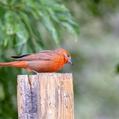 Hepatic Tanager (Piranga hepatica)