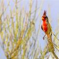 Pyrrhuloxia (Cardinalis sinuatus)