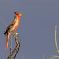 Pyrrhuloxia (Cardinalis sinuatus)