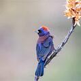 Varied Bunting (Passerina versicolor)