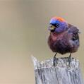 Varied Bunting (Passerina versicolor)