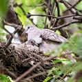 Inca Dove (Columbina inca)