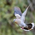 White-winged Dove (Zenaida asiatica)