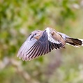 White-winged Dove (Zenaida asiatica)