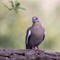 White-winged Dove (Zenaida asiatica)