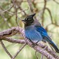 Steller's Jay (Cyanocitta stelleri)