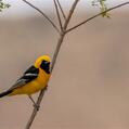 Hooded Oriole (Icterus cucullatus)