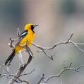 Hooded Oriole (Icterus cucullatus)