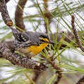 Grace's Warbler (Setophaga graciae)