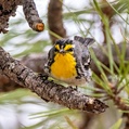 Grace's Warbler (Setophaga graciae)