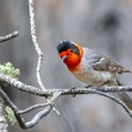Red-faced Warbler (Cardellina rubrifrons)