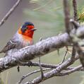 Red-faced Warbler (Cardellina rubrifrons)