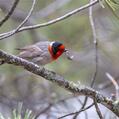 Red-faced Warbler (Cardellina rubrifrons)