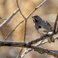 Five-striped Sparrow (Amphispiza quinquestriata)