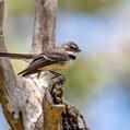 Grey Fantail (Rhipidura albiscapa)