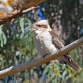 Laughing Kookaburra (Dacelo novaeguineae)